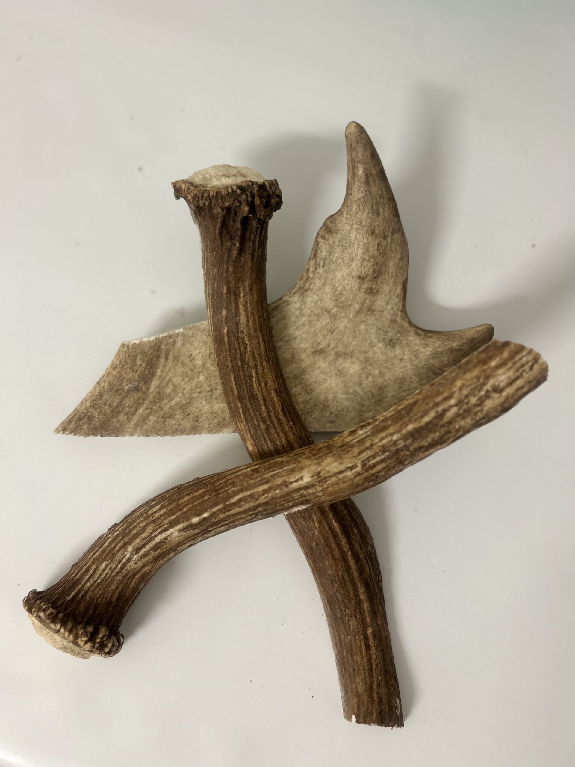 DIVOKÉ PAROŽÍ L (120-160g) pro psa do 35kg